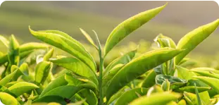 EGCG (Green Tea)