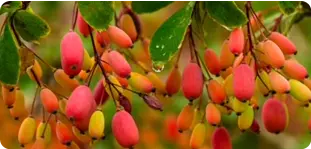Berberine