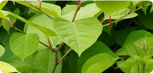Japanese Knotweed