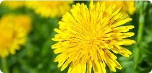 Dandelion Extract