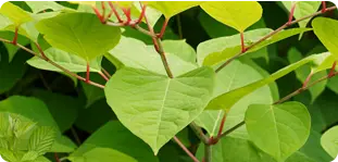 Japanese Knotweed
